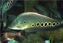 七星刀鱼品种介绍：七星刀鱼能长多大？七星刀鱼寿命几年？