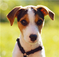 【狗狗图片】可爱的杰克罗素梗幼犬图片
