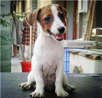【狗狗图片】有趣的杰克罗素梗犬图片