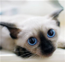 乖巧可爱的暹罗猫图片