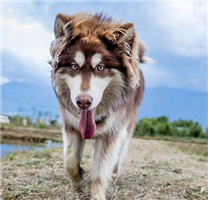 唯美的阿拉斯加犬高清图片