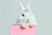 饲养公主兔有哪些误区？公主兔的饲养方法介绍！