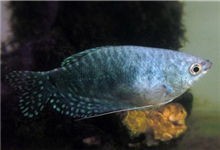 蓝曼龙变色是什么原因？蓝曼龙鱼的寿命有多久？