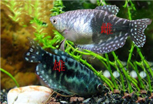 【图解】曼龙鱼怎么分公母？蓝曼龙鱼公母的方法介绍！