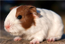豚鼠常见疾病：豚鼠感冒怎么办？豚鼠呕吐怎么回事？