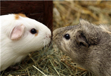 豚鼠常见疾病有哪些？豚鼠会传染病毒吗？