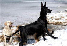 中华黑狼犬可以狩猎吗？中华黑狼犬凶不凶猛？