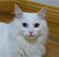 可爱的山东狮子猫鸳鸯眼图片