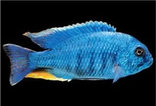 马鲷鱼品种：帝王鲷、特蓝斑马及非洲凤凰的品种介绍！