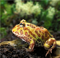 外表独特的角蛙高清图片