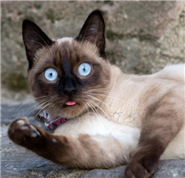 【猫咪图片】格外呆萌的暹罗猫高清图片大全