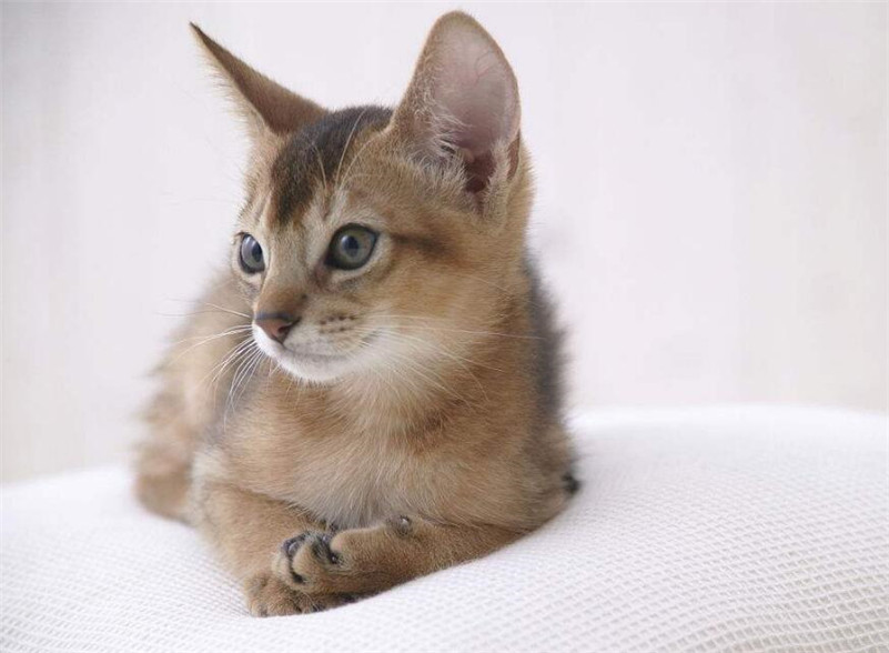 可爱迷人的阿比西尼亚猫图片(1)