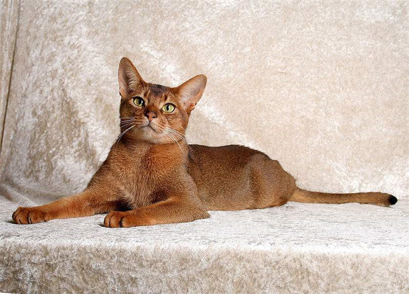可爱迷人的阿比西尼亚猫图片(6)