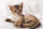 可爱迷人的阿比西尼亚猫图片
