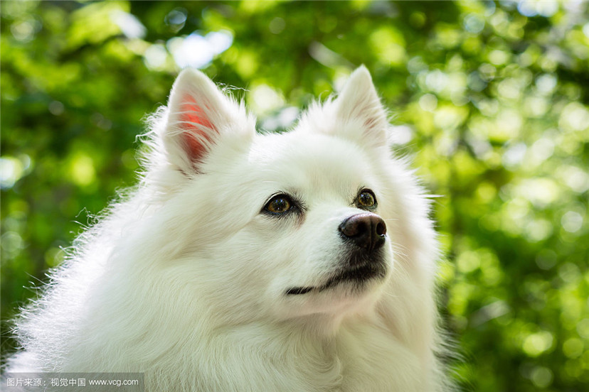 唯美可爱的爱斯基摩犬高清图片(10)