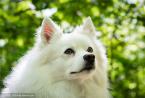 唯美可爱的爱斯基摩犬高清图片