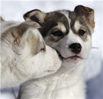 【狗狗图片】乖巧可爱的爱斯基摩犬图片