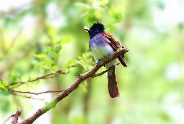 唯美可爱的紫寿带鸟图片(3)