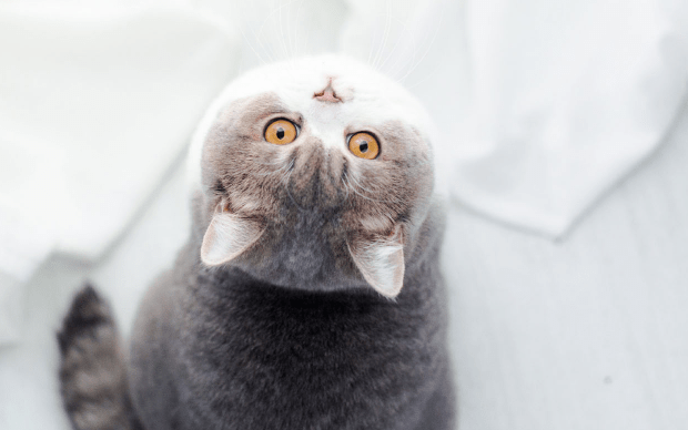 银点猫好养吗-银渐层和银点哪种猫咪比较好照顾?